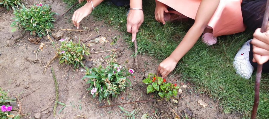 Celebrating World Environment Day with a Green Mission